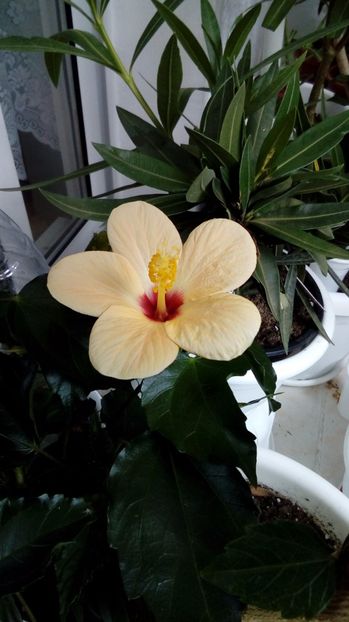 P_20170715_133117_BF - Hibiscus