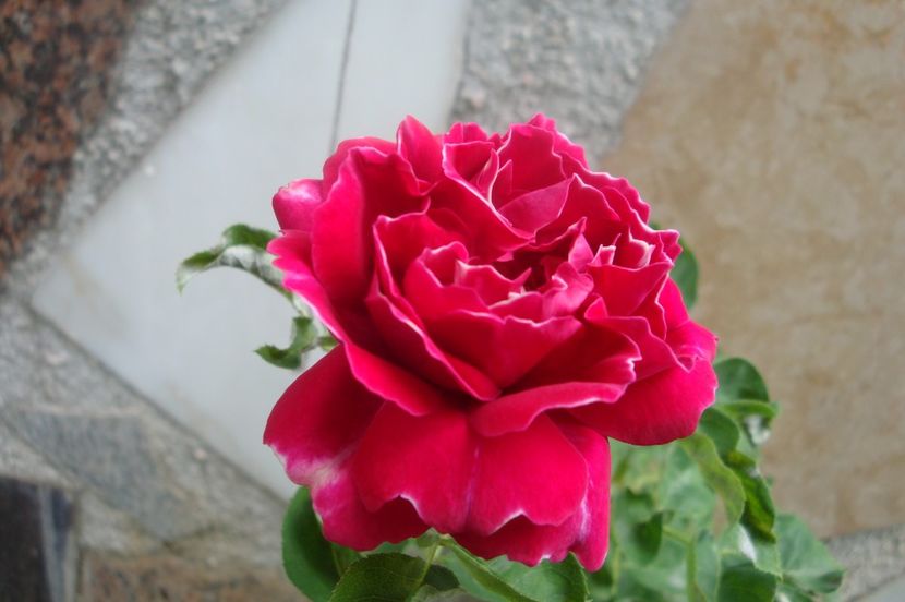  - Baron Girod de L Ain