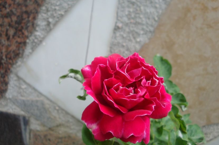  - Baron Girod de L Ain