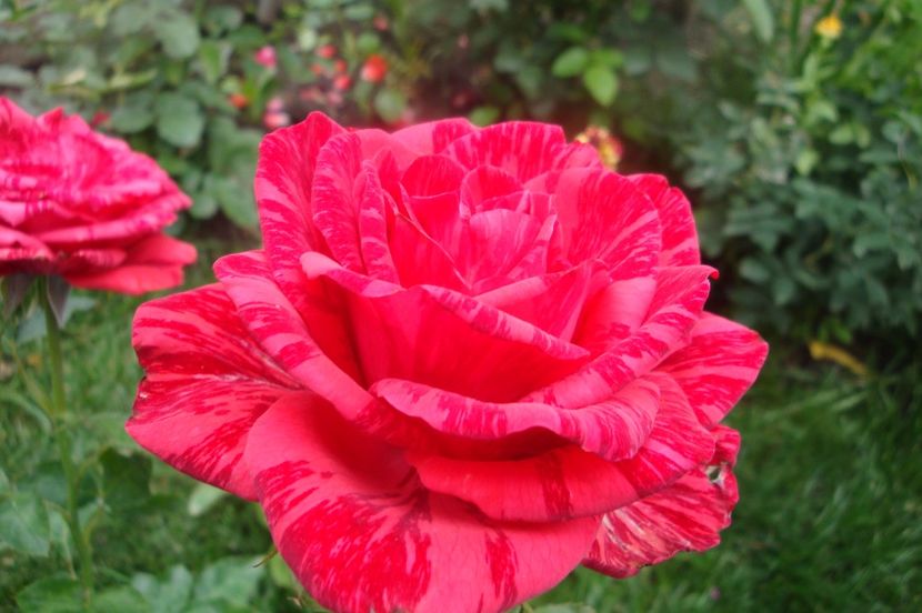  - Red Intuition