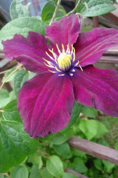 Rosemoor - Clematite