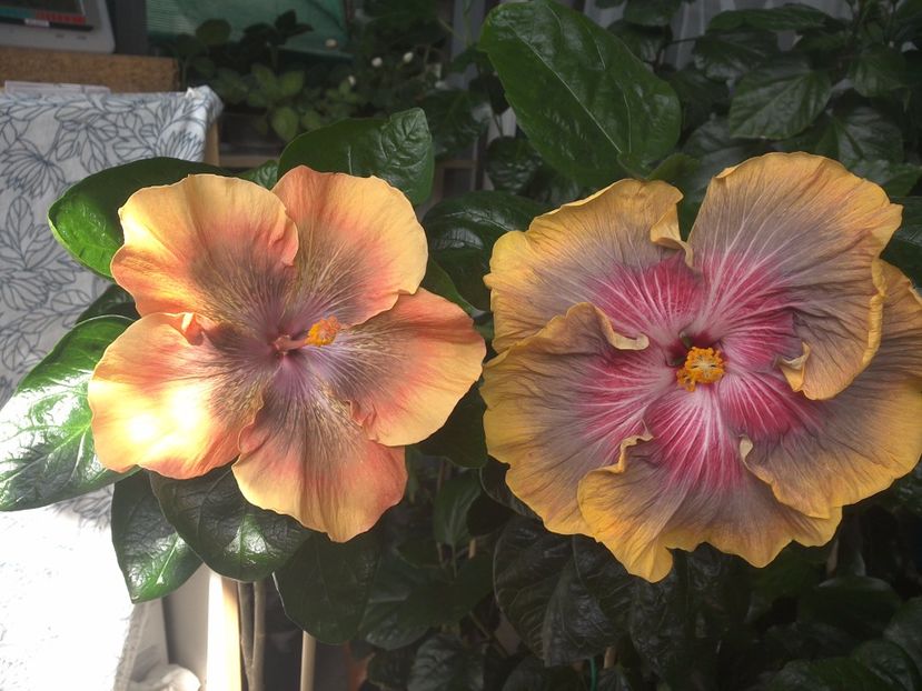 WIN_20170715_112308 - 03Hibiscus