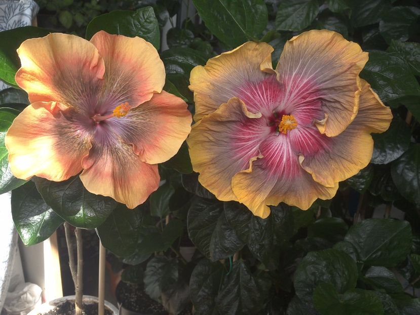 WIN_20170715_112318 - 03Hibiscus