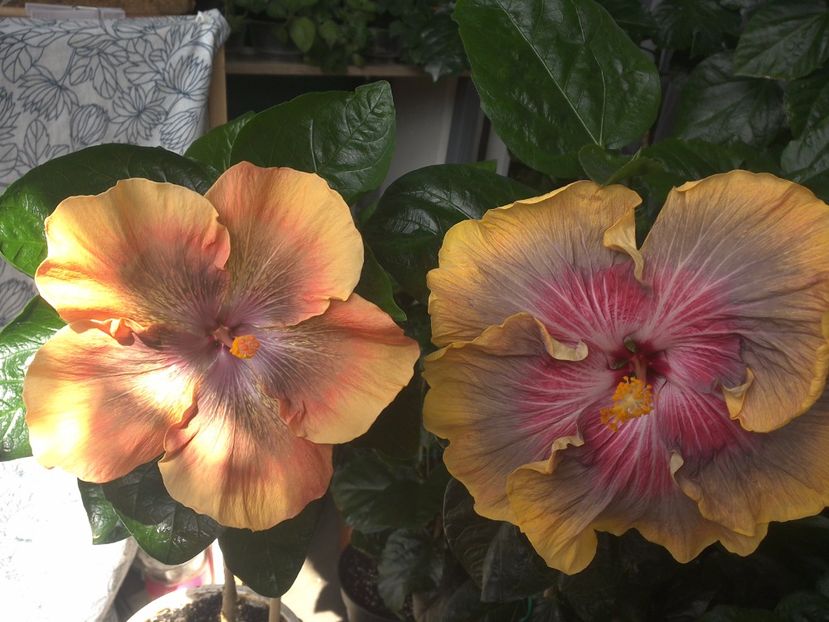 WIN_20170715_112322 - 03Hibiscus