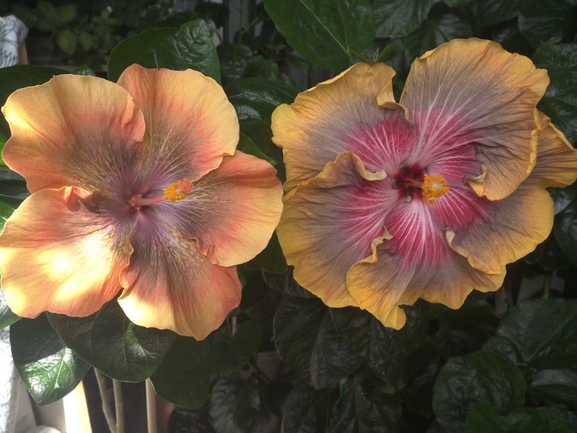 WIN_20170715_112337 - 03Hibiscus