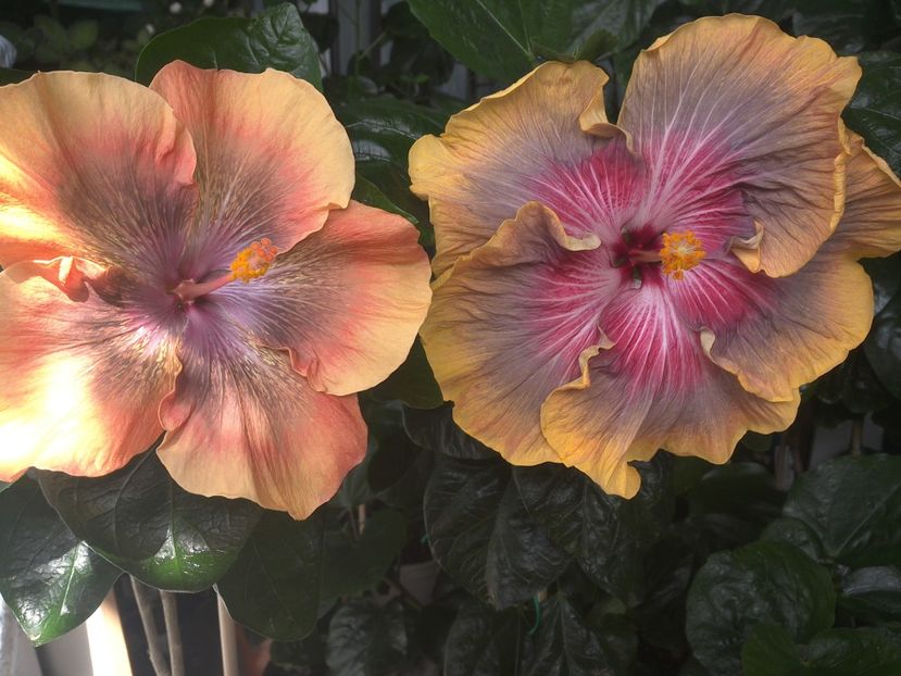 WIN_20170715_112340 - 03Hibiscus