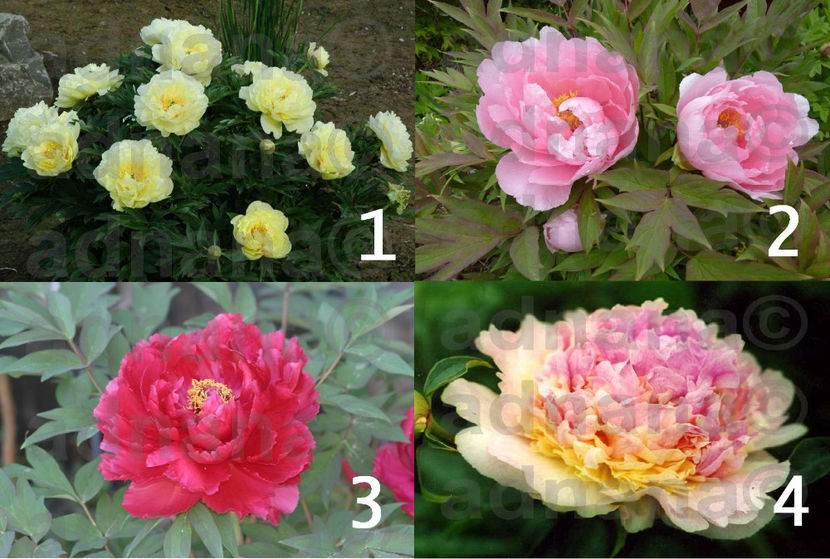 Mix seminte Bujor Paeonia Peony - Bujor Paeonia Peony