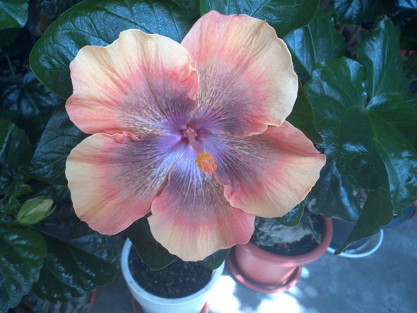 WIN_20170715_112525 - Moorea Sugar Lady