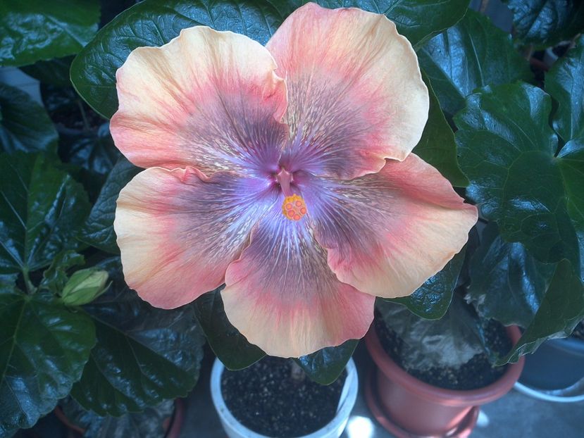 WIN_20170715_112529 - Moorea Sugar Lady