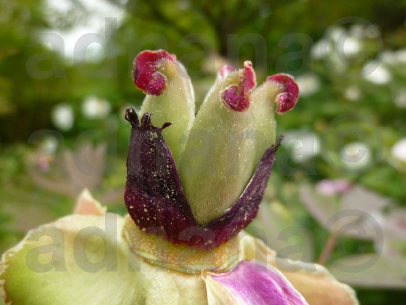 Seminte seeds Bujori Paeonia Peony_1 - Bujor Paeonia Peony