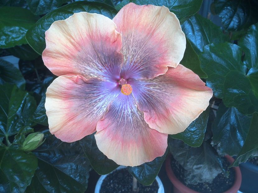 WIN_20170715_112531 - Moorea Sugar Lady