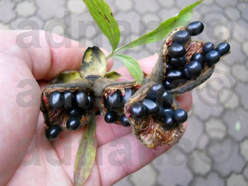 Seminte seeds Bujori Paeonia Peony_3 - Bujor Paeonia Peony