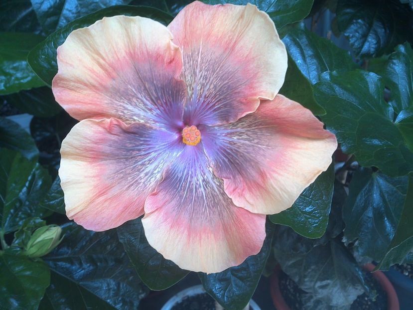 WIN_20170715_112533 - Moorea Sugar Lady