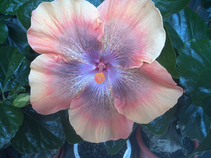 WIN_20170715_112540 - Moorea Sugar Lady