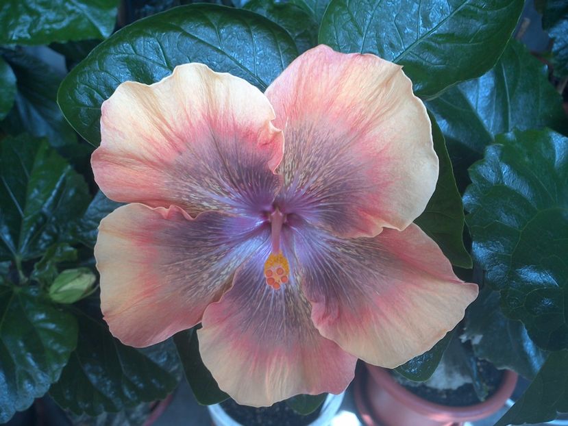 WIN_20170715_112542 - Moorea Sugar Lady