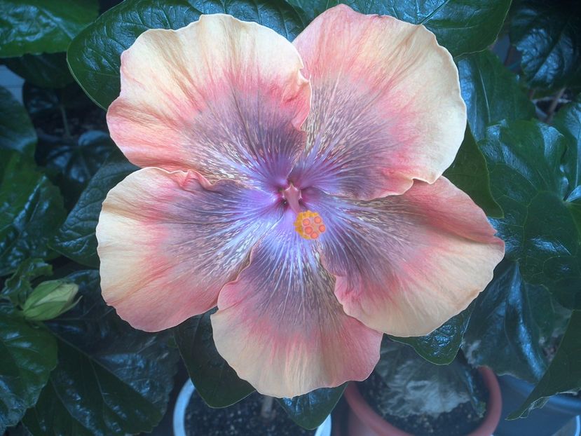 WIN_20170715_112545 - Moorea Sugar Lady