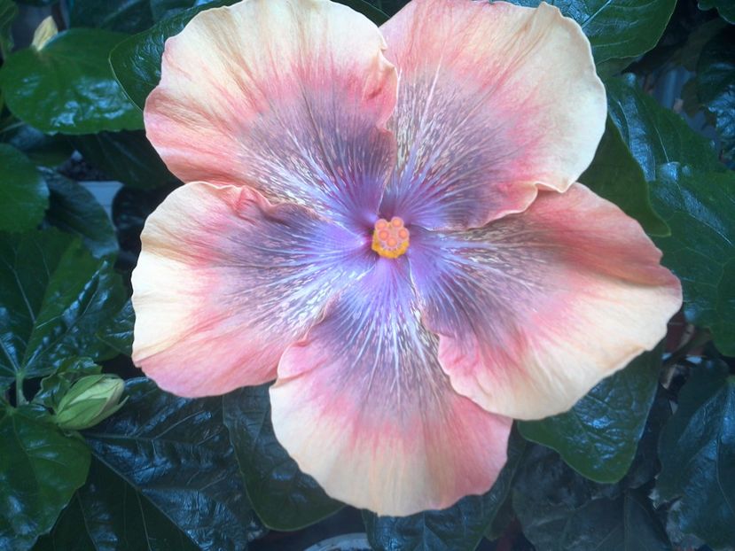 WIN_20170715_112554 - Moorea Sugar Lady