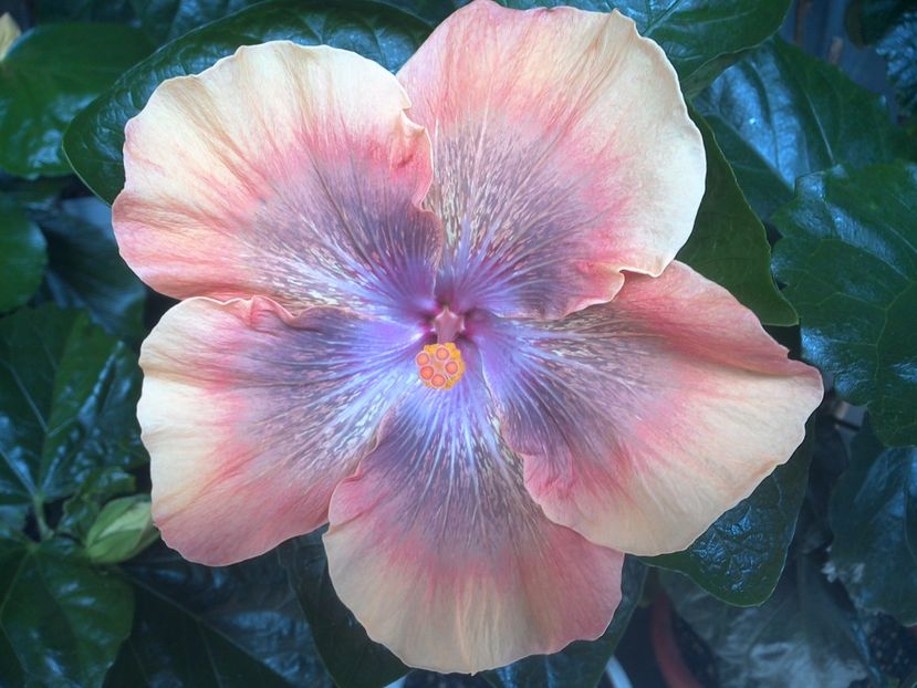 WIN_20170715_112557 - Moorea Sugar Lady