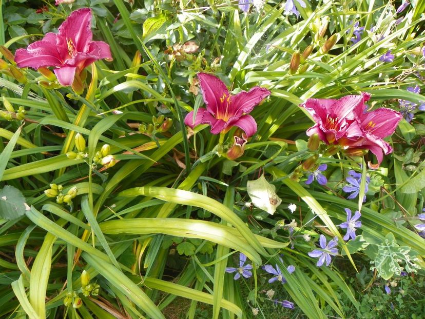 Chicago Royal Robe - Hemerocallis 2017