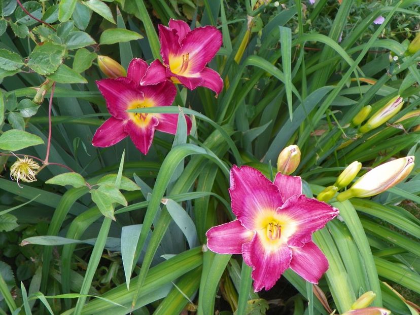 Siloam Royal Prince - Hemerocallis 2017