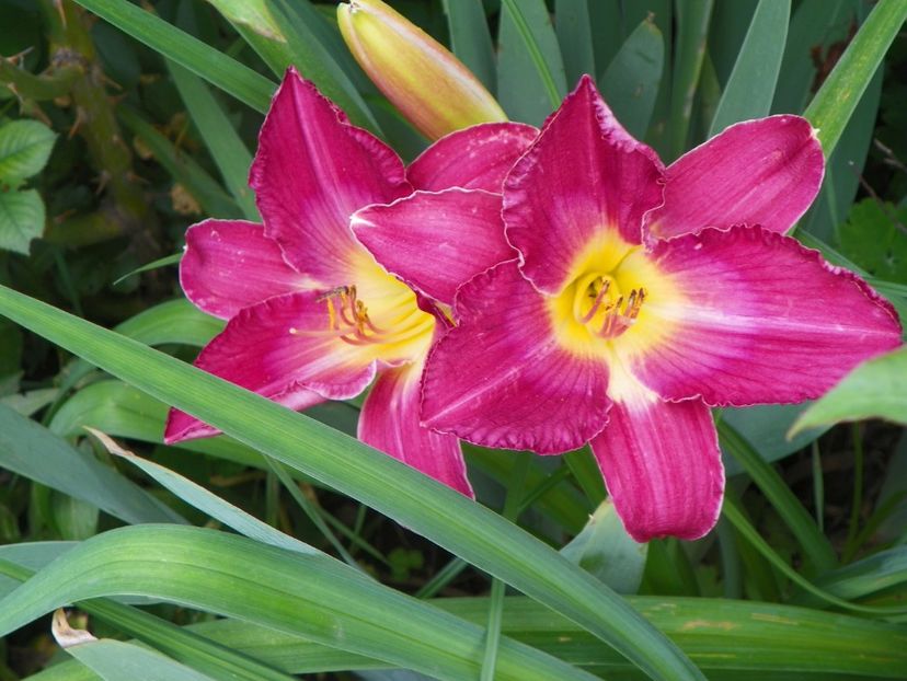 Siloam Royal Prince - Hemerocallis 2017