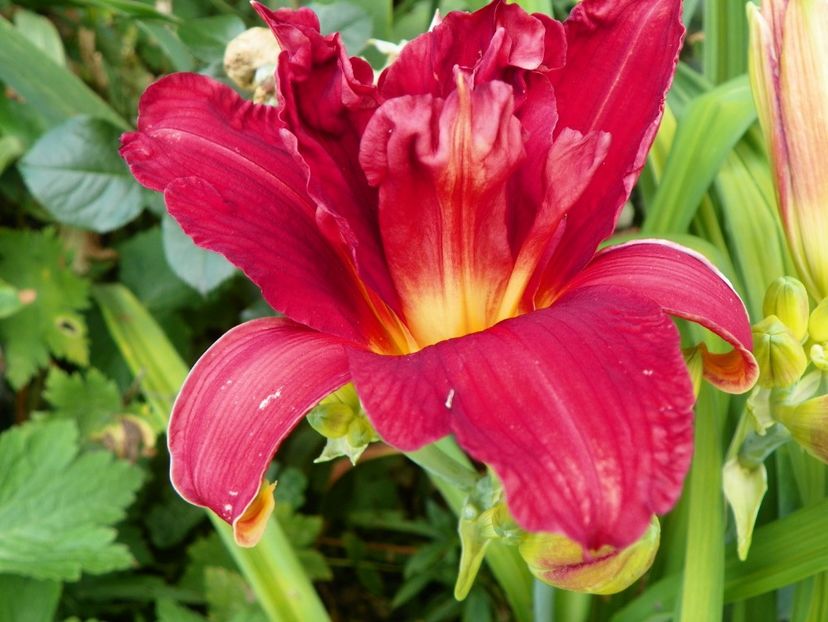 Double Firecracker - Hemerocallis 2017