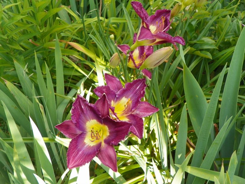 Silent Sentry - Hemerocallis 2017