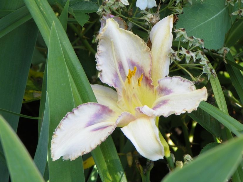 Destined to see - Hemerocallis 2017