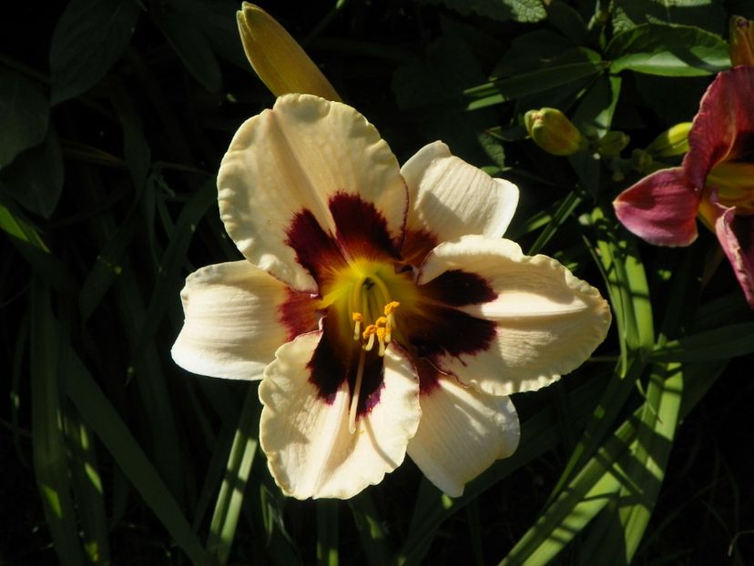 Moonlit Masquerade - Hemerocallis 2017