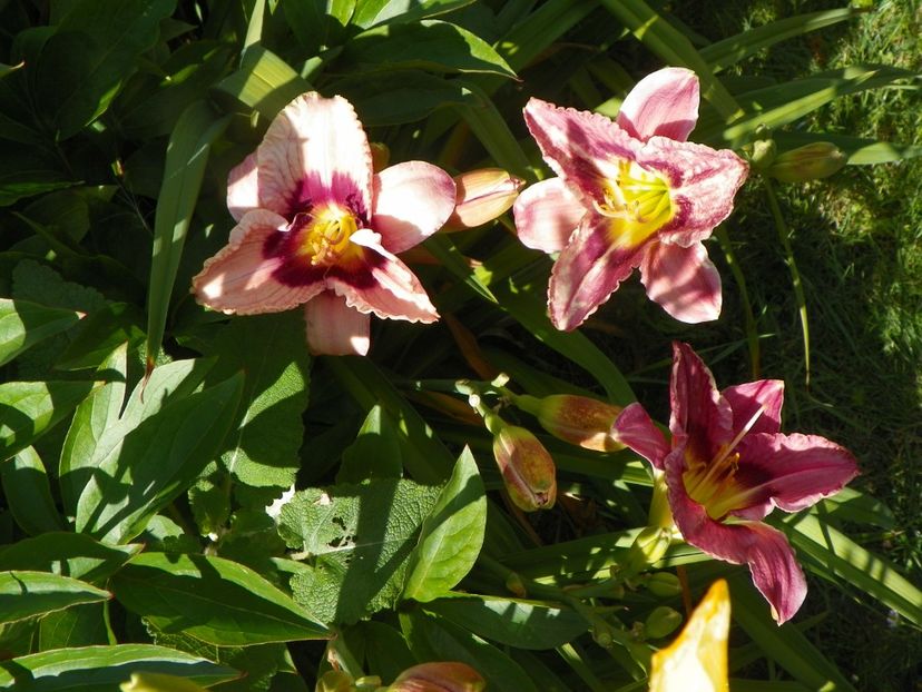 Always Afternoon - Hemerocallis 2017