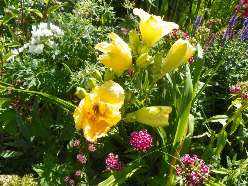 Hello Sunshine - Hemerocallis 2017