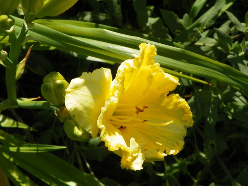 Hello Sunshine - Hemerocallis 2017