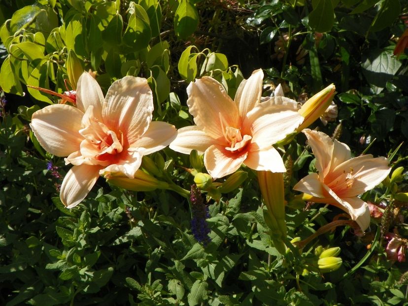 Double Dream - Hemerocallis 2017