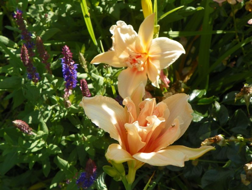 Double Dream - Hemerocallis 2017