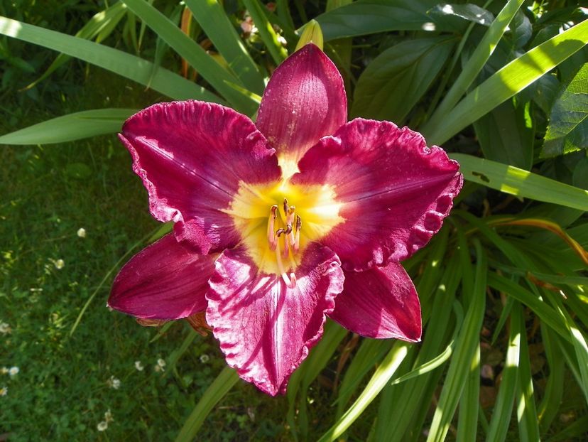 Disraeli - Hemerocallis 2017