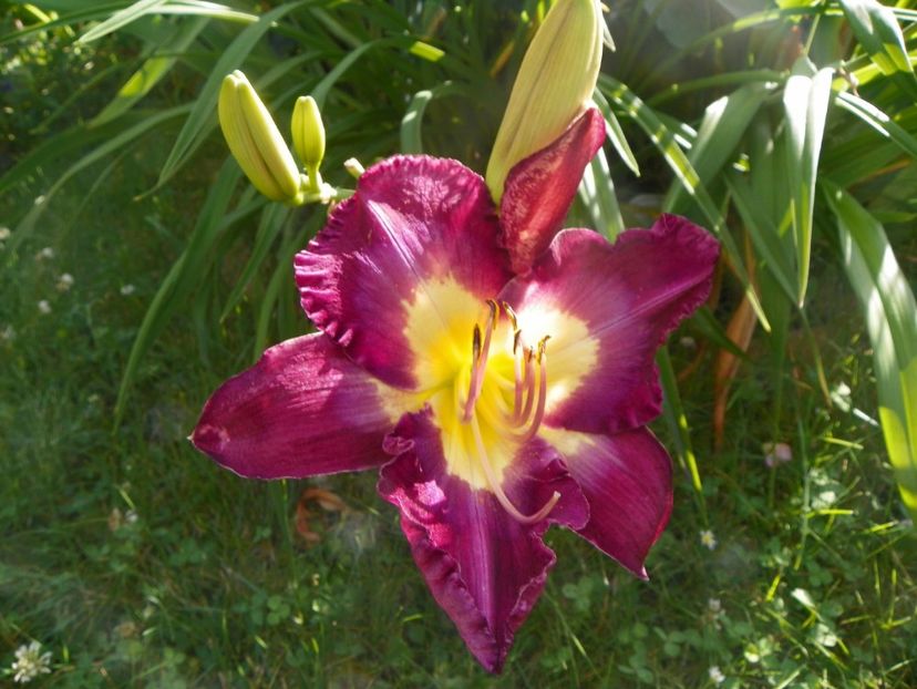 Disraeli - Hemerocallis 2017