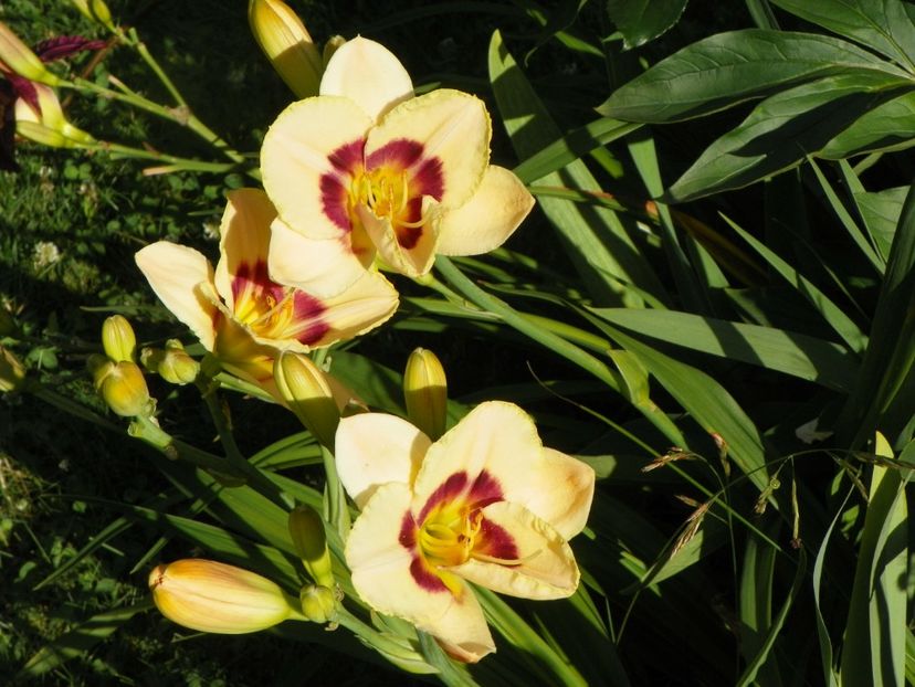 Custard Candy - Hemerocallis 2017