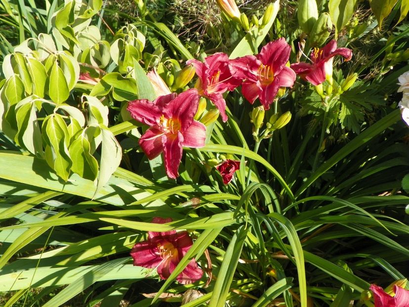 Rosy Returns - Hemerocallis 2017