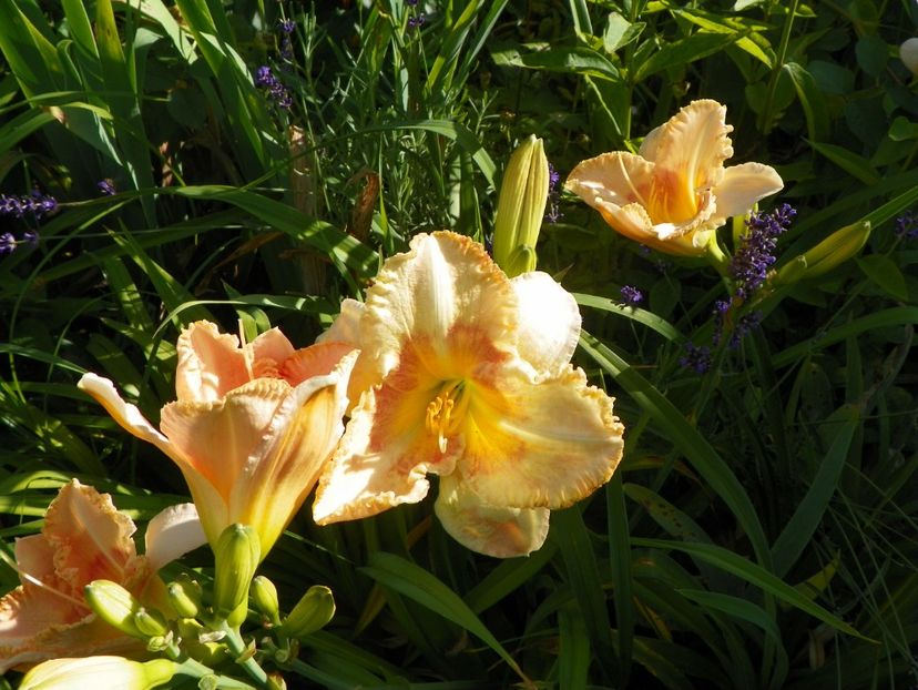 Wisest of Wizards - Hemerocallis 2017