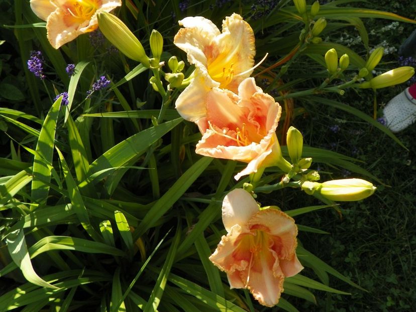 Wisest of Wizards - Hemerocallis 2017