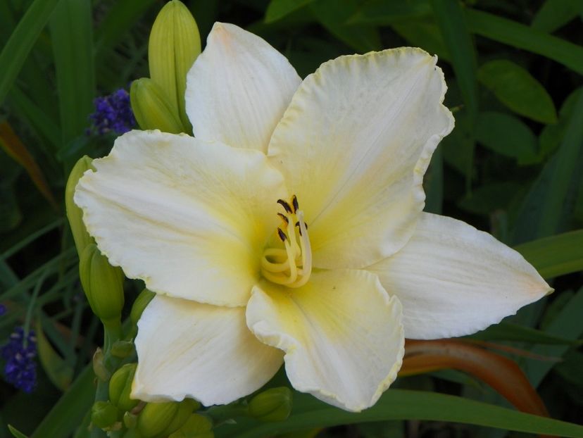 Arctic Snow - Hemerocallis 2017