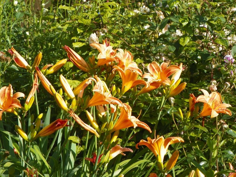 Indian Paintbrush - Hemerocallis 2017