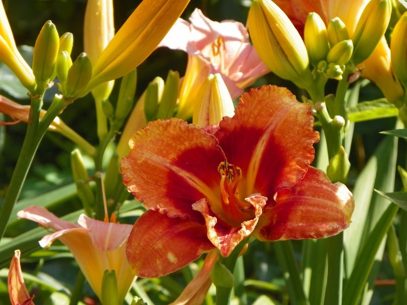 Tigger - Hemerocallis 2017