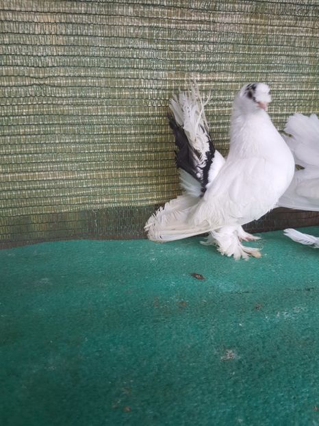 F 7458 - REDISTRIBUIRE