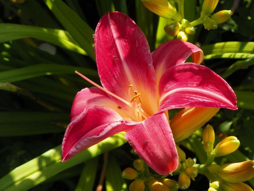 Cherry Cheeks - Hemerocallis 2017