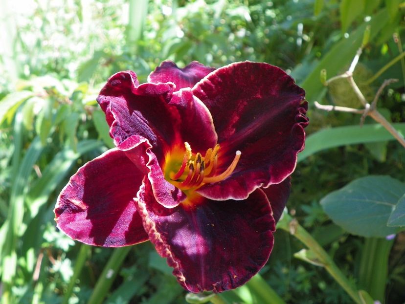 Diamant Noir - Hemerocallis 2017