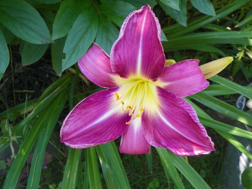 Lavender Deal - Hemerocallis 2017