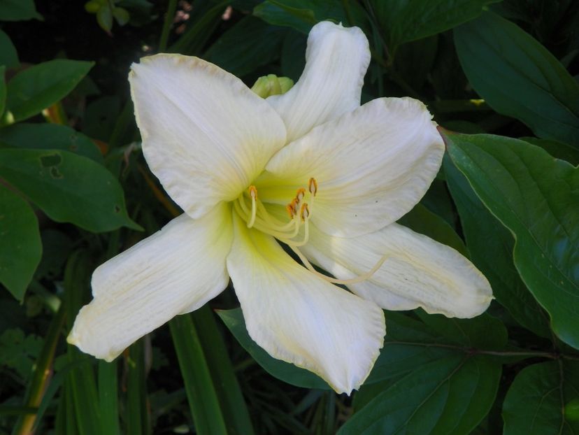 Snowy Apparition - Hemerocallis 2017