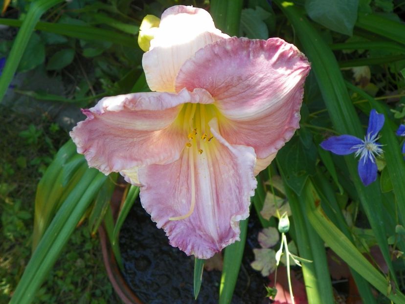 Chardonnay - Hemerocallis 2017