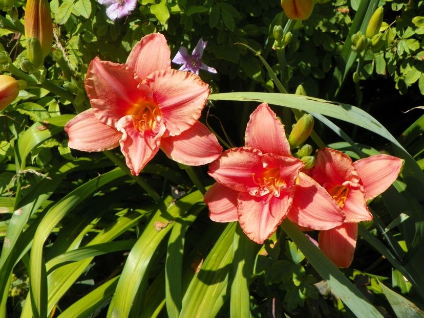 South Seas - Hemerocallis 2017